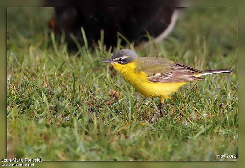 Western Yellow Wagtail male adult, fishing/hunting