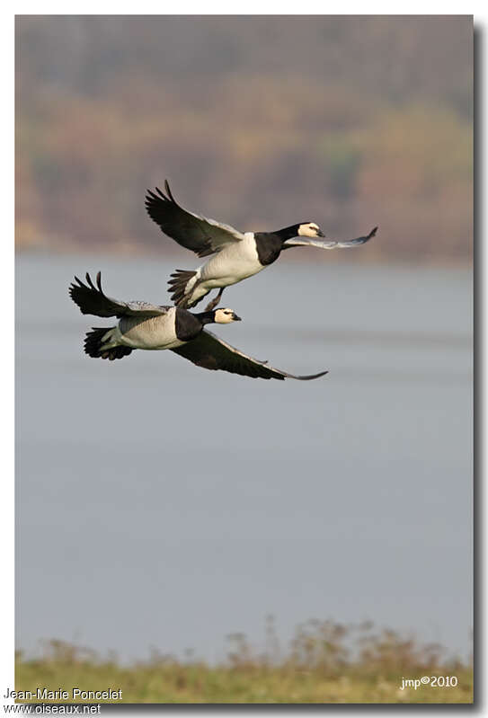 Barnacle Goose, Flight