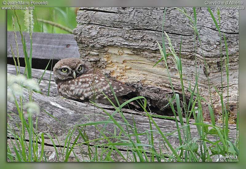 Little Owljuvenile