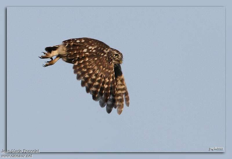 Little Owl, aspect, Flight