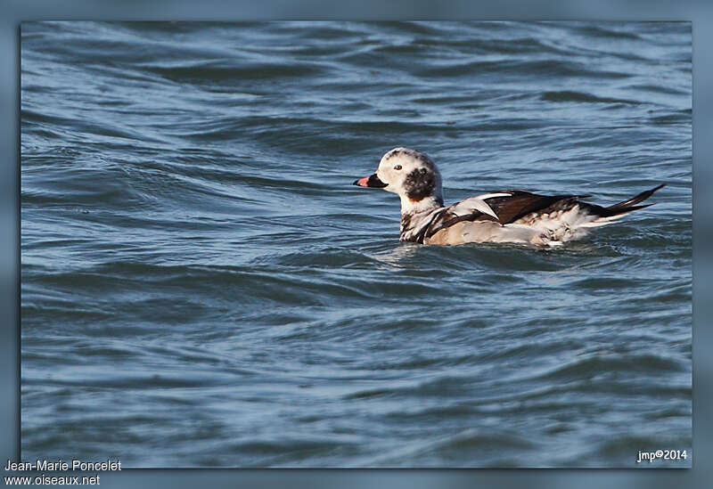 Long-tailed Duck male adult transition