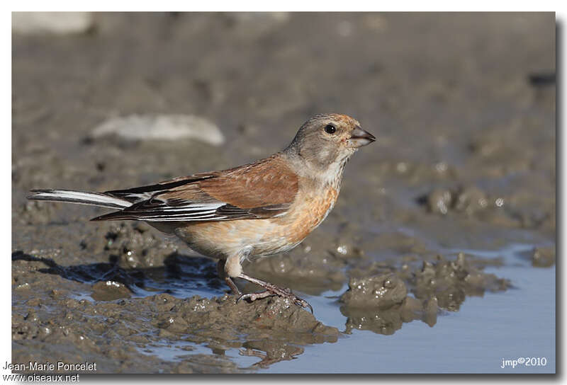 Common Linnet male adult transition, pigmentation, drinks