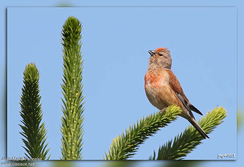 Common Linnet male adult, song