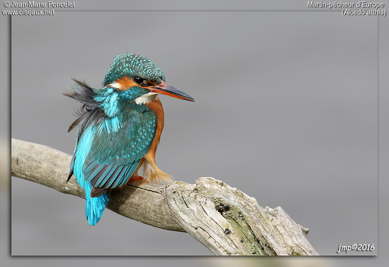 Common Kingfisher female