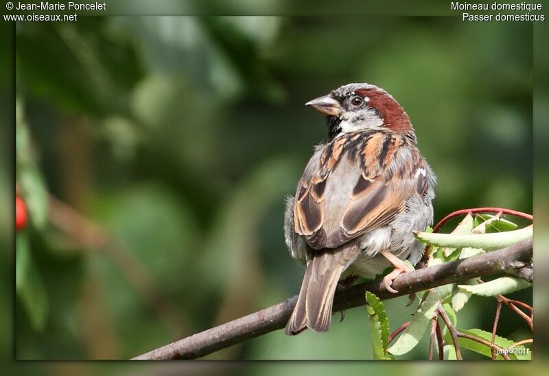 House Sparrow male adult