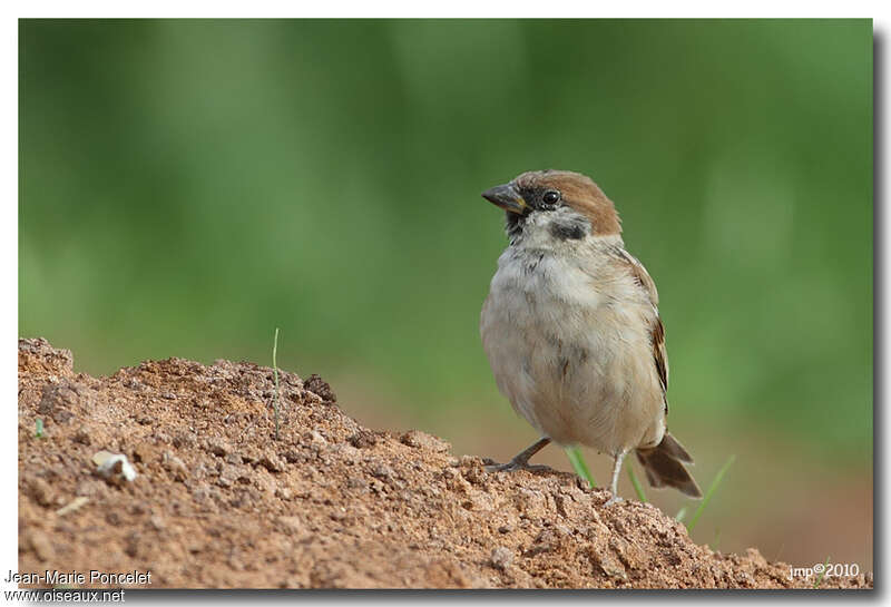 Eurasian Tree SparrowFirst year