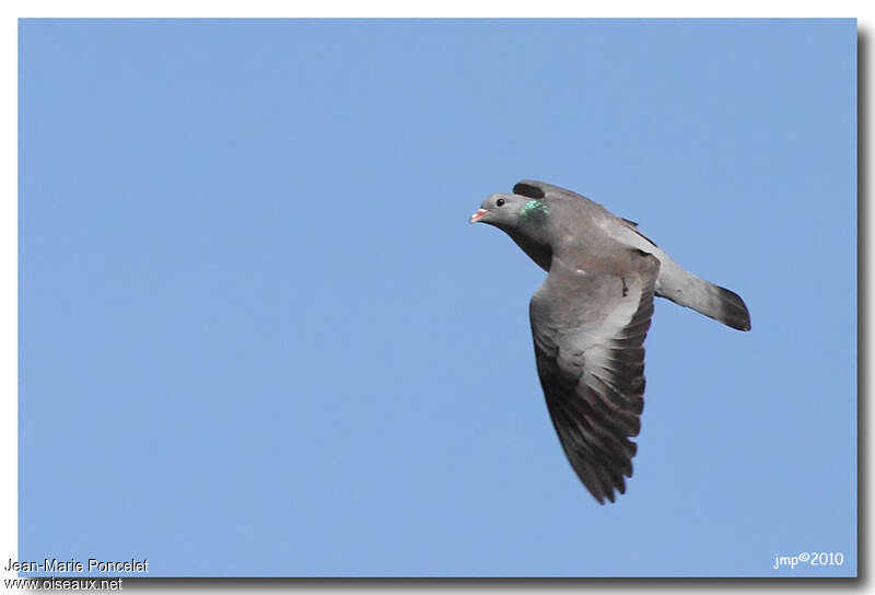 Pigeon colombinadulte, Vol