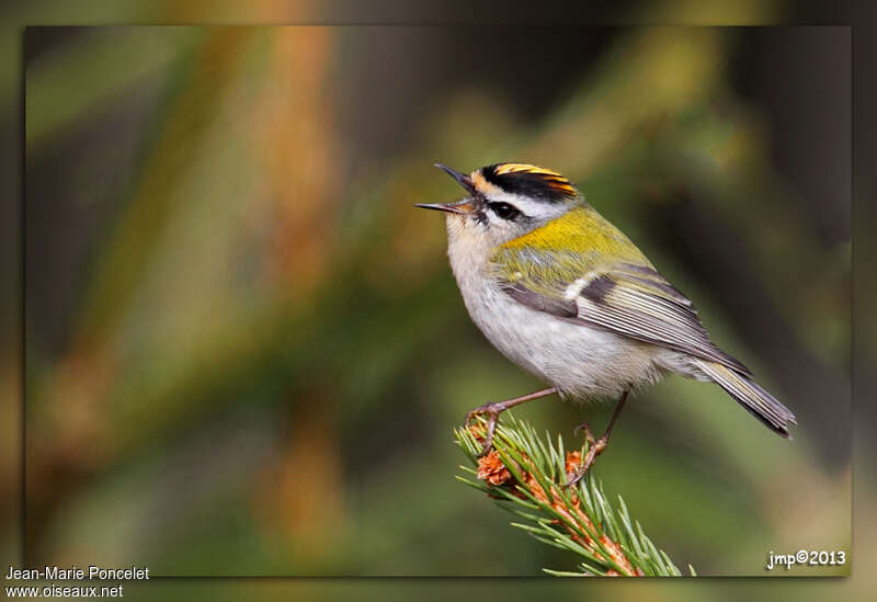 Common Firecrest male adult, song